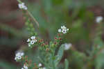 Salt heliotrope